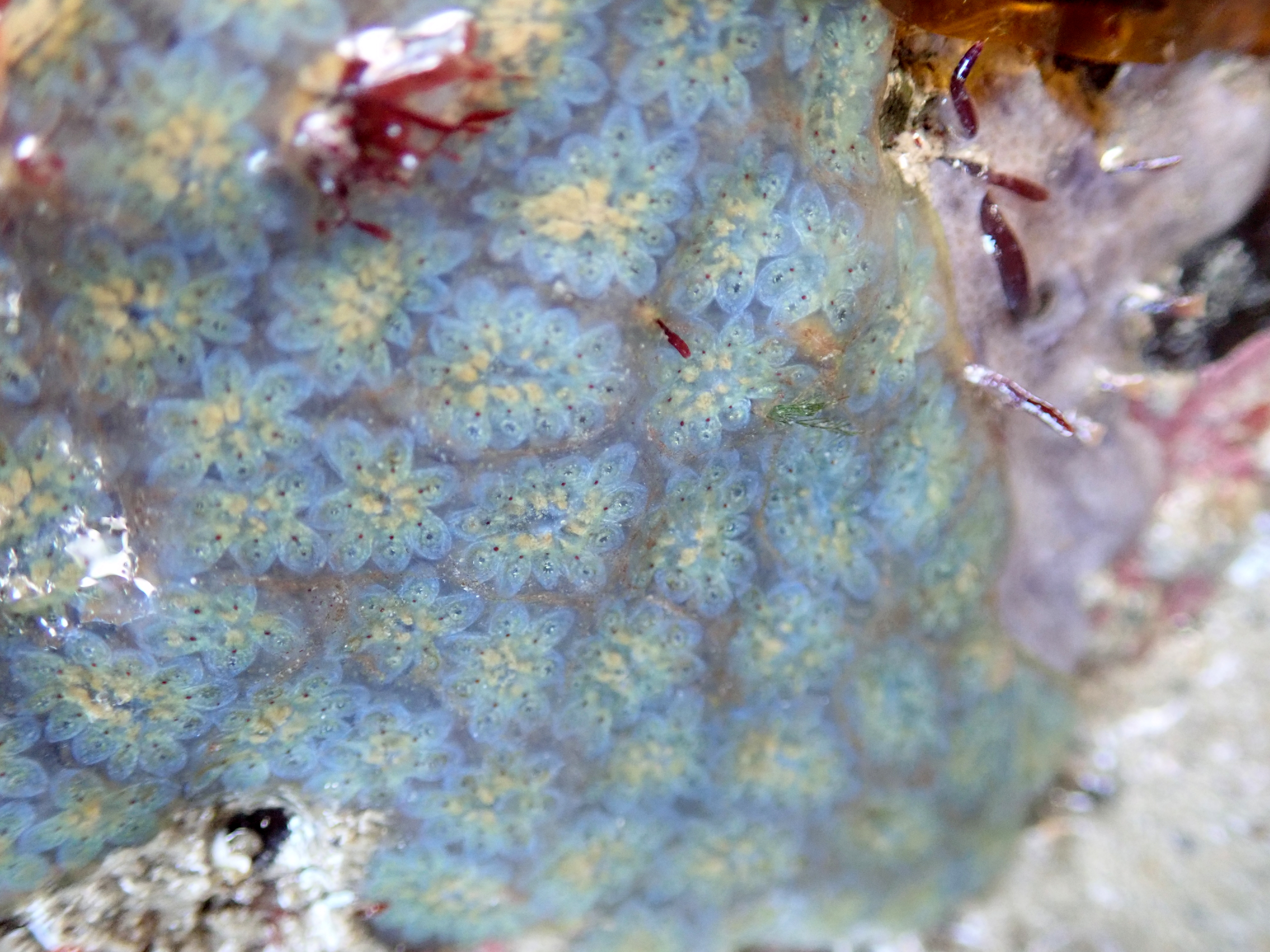 The delicate colours of this star ascidian blew me away. It comes in so many colour morphs, but this one was new to me.