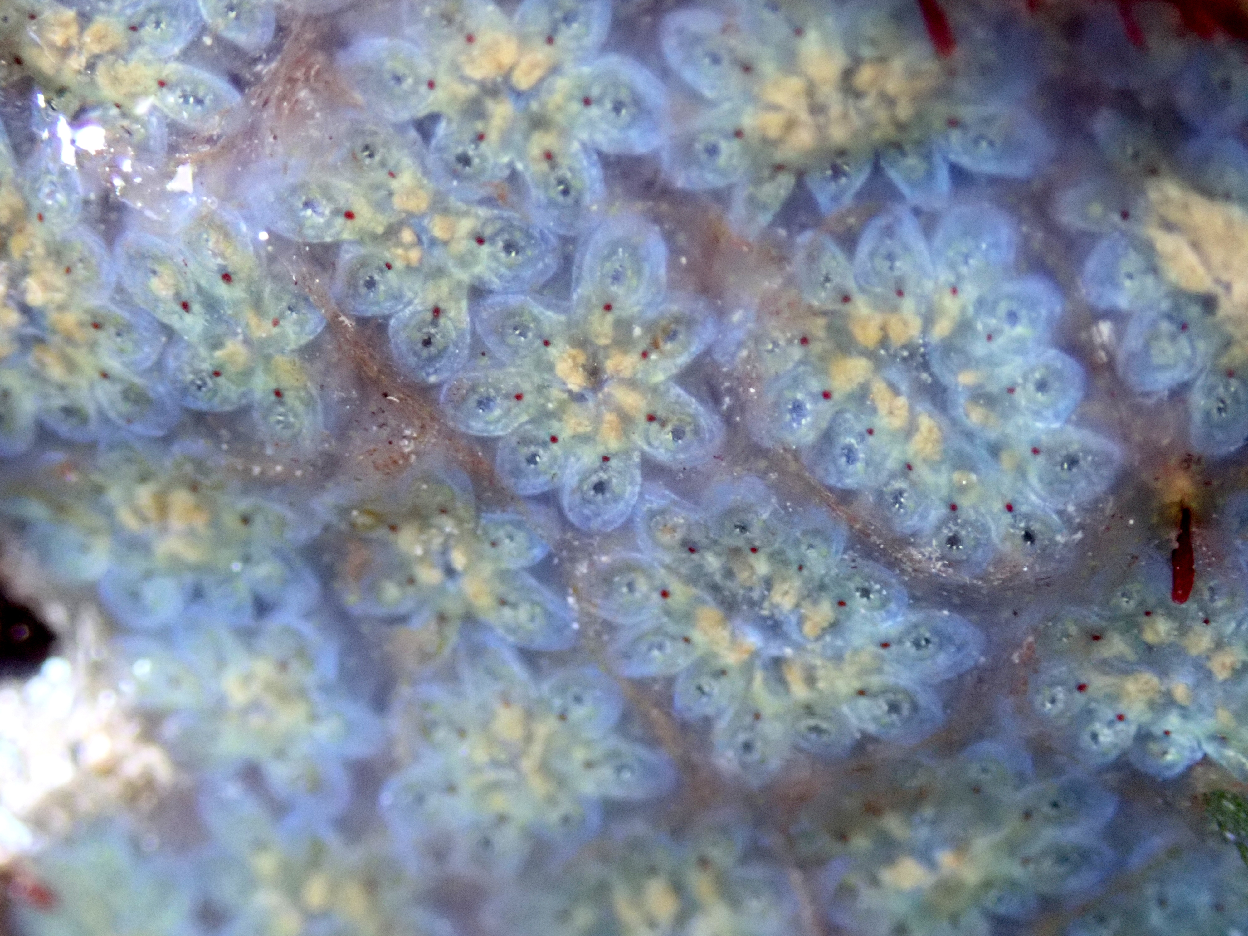 More of the wonderful pastel-blue star ascidian, looking like an impressionist flower painting.