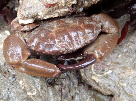 Xantho hydrophilus - the 'furrowed crab'.