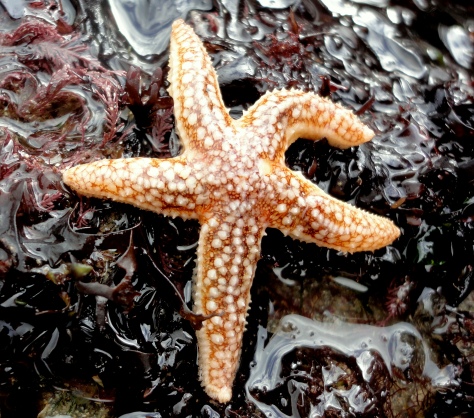Common starfish at Readymoney Cove near Fowey