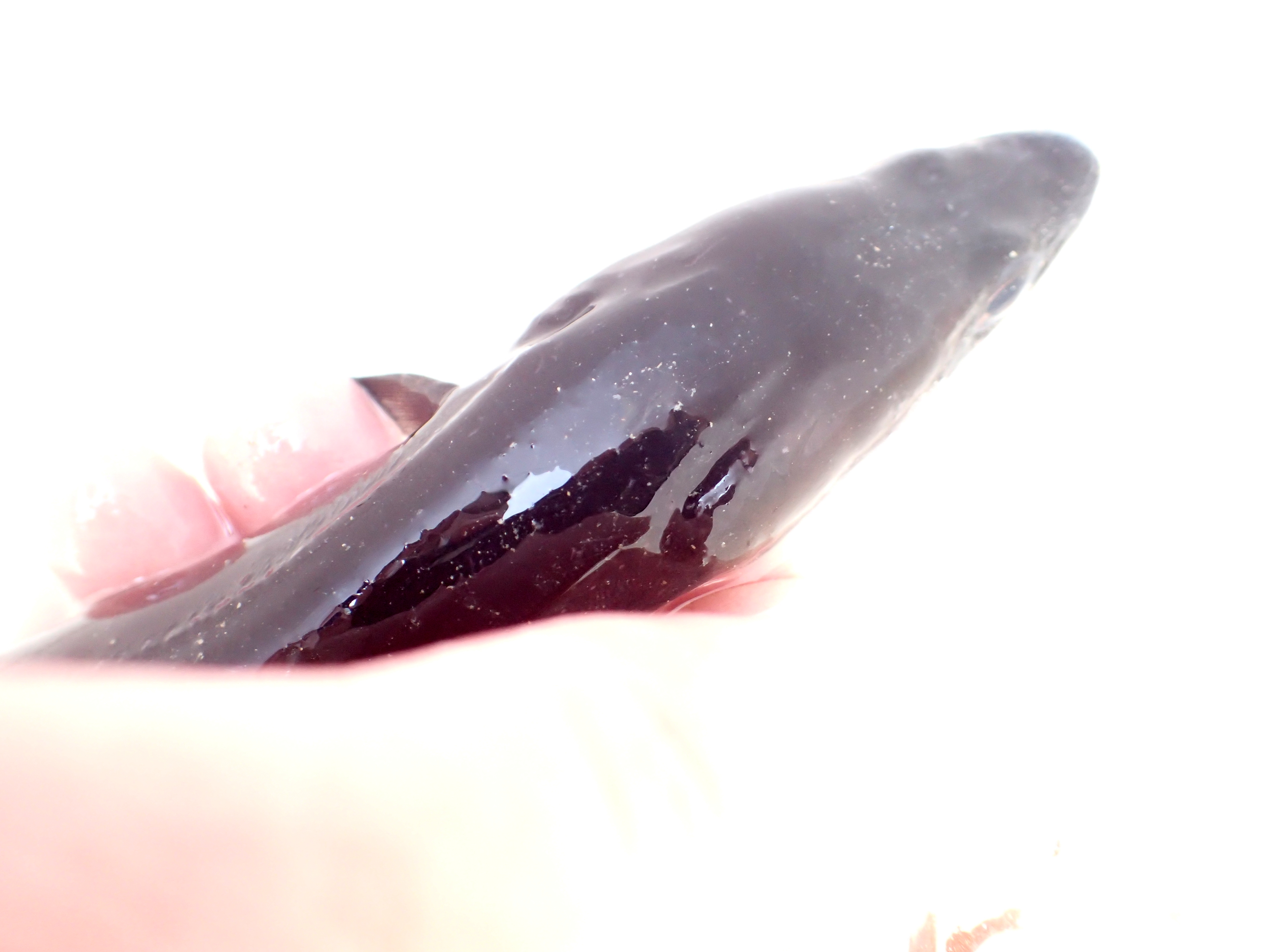 Sarah's common eel - our last find of the day before my wellies overtopped!