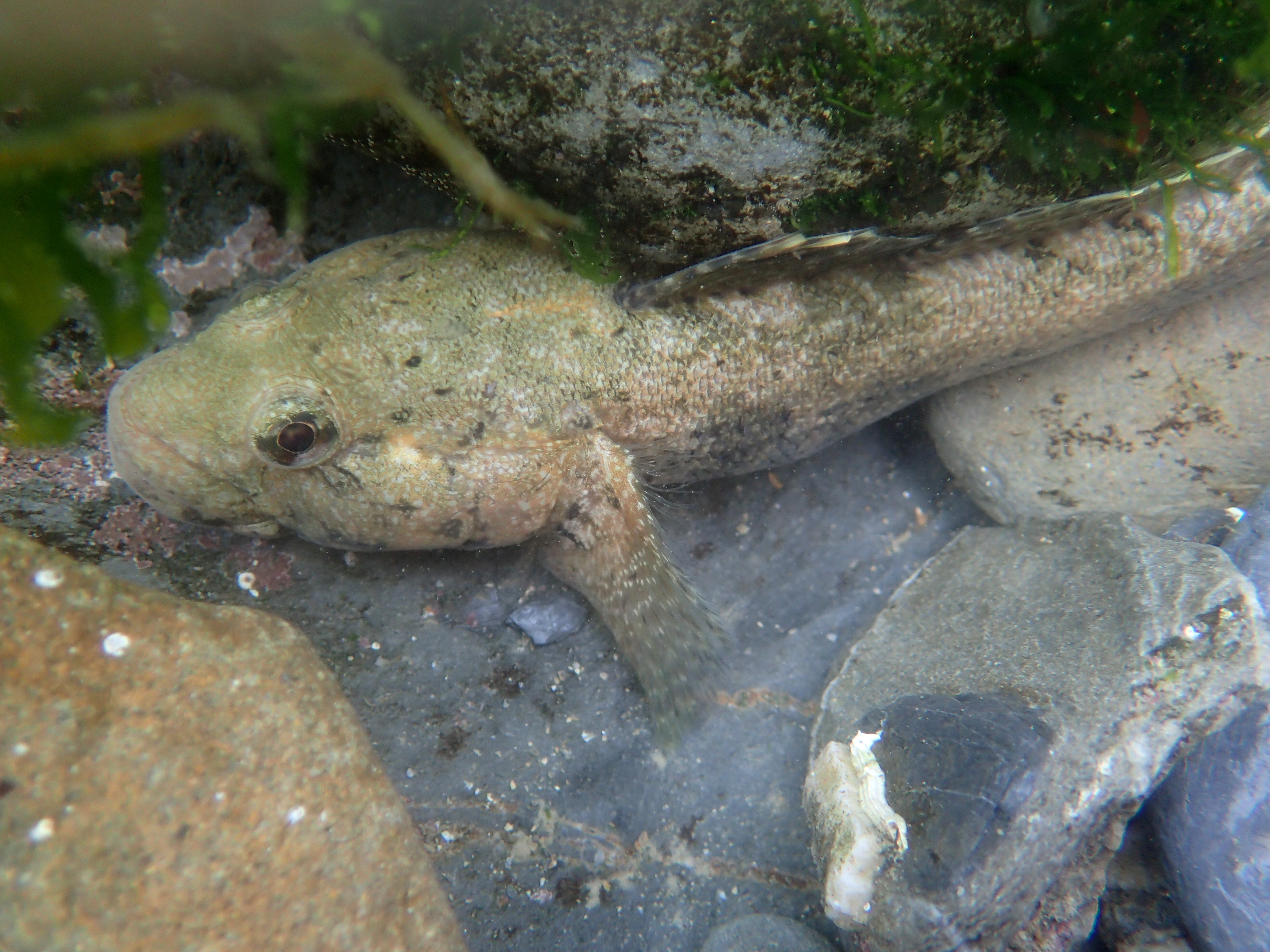 The fish found by some holidaymakers was indeed a giant goby. These fish are a protected species so must not be caught or disturbed without a licence. We left it hiding in its surprisingly small pool.