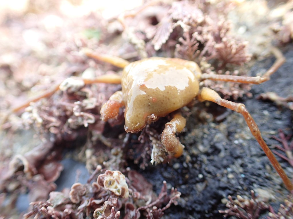 This small species of spider crab (Inachus sp.) was so completely covered in sponges that I couldn't see her shell at all.