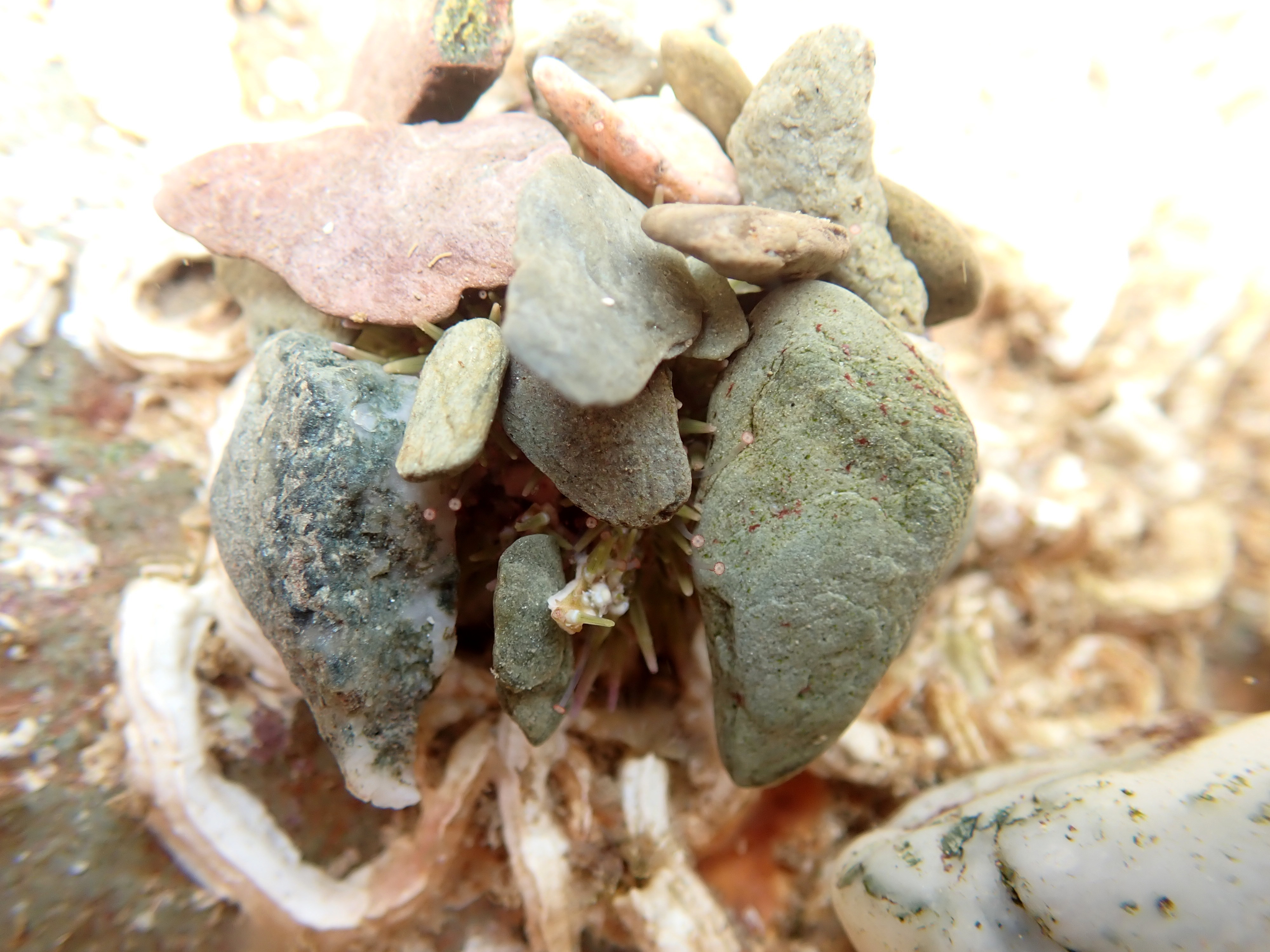 One of the strangest finds of the day. Green shore urchins often camouflage themselfs with bits of seaweed or small pieces of gravel, but this one had completely barricaded itself in with chunky stones.