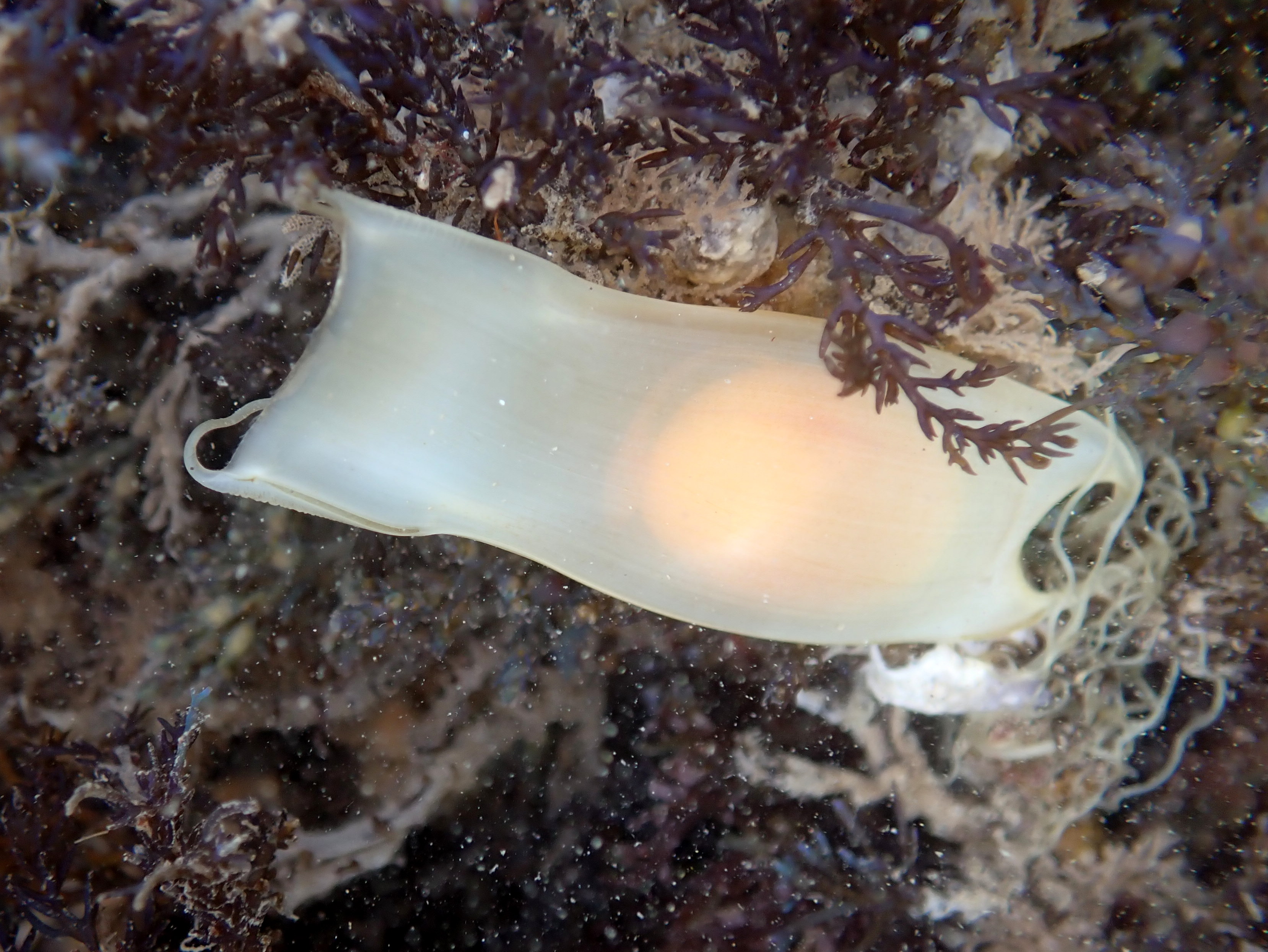 A small-spotted catshark eggcase with a baby shark starting to develop inside