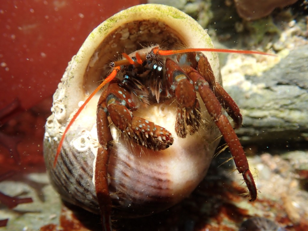Rock Pool Bingo – Searching for Southerly Species (Part&nbsp;1)