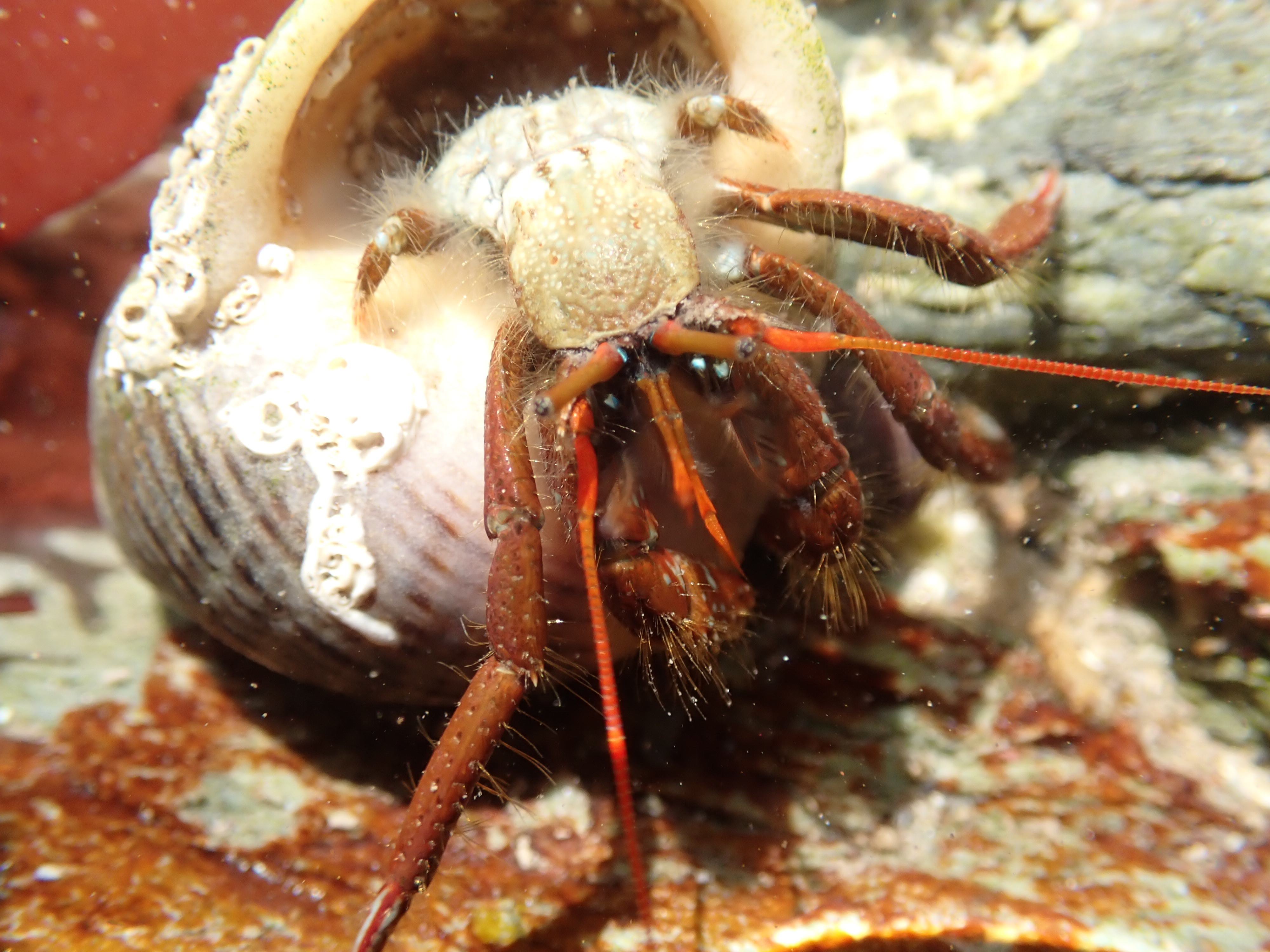 St Piran's crab almost out of its shell, showing its short back legs