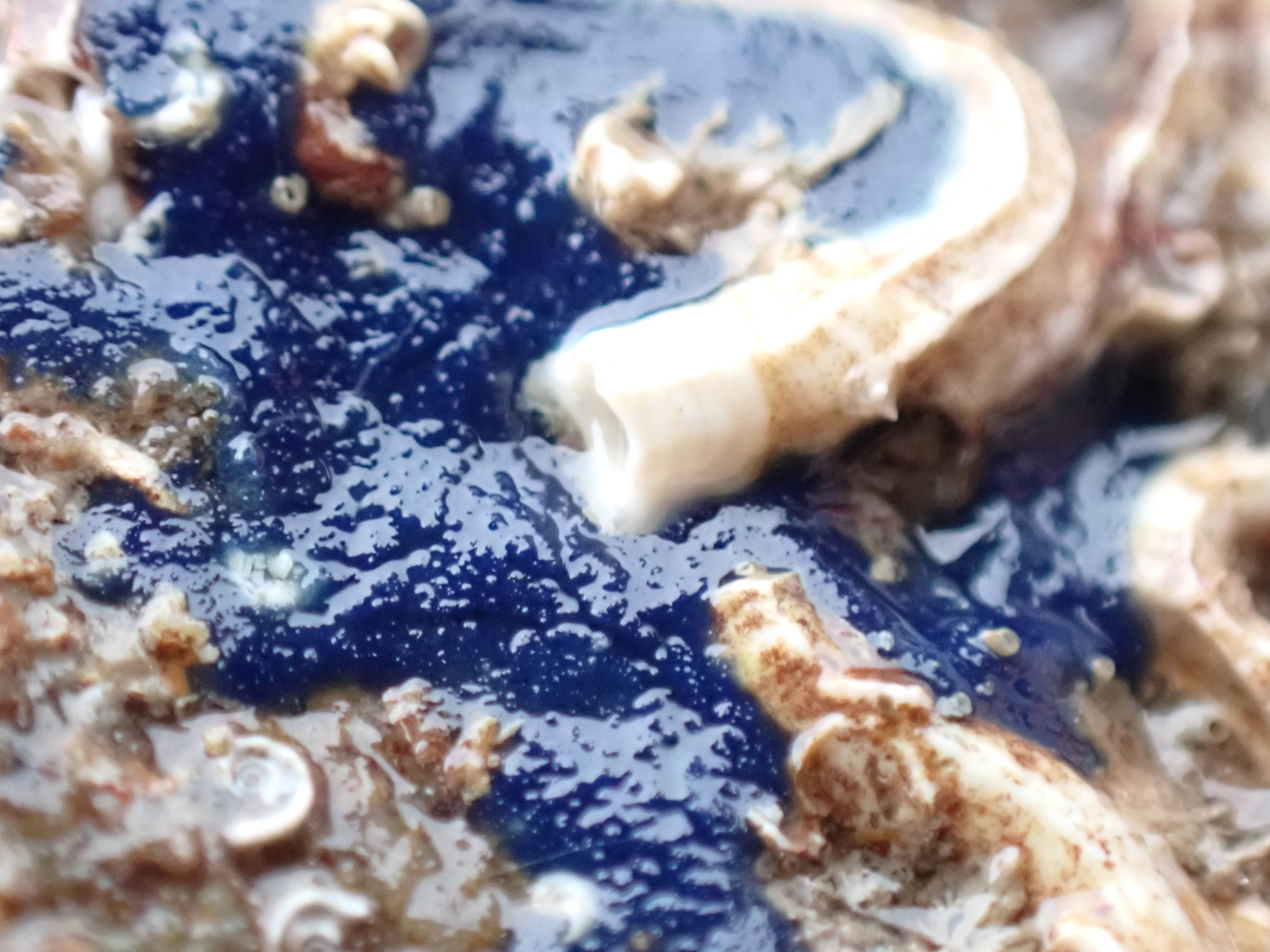 The Surprising Mini-World of Rock Pool Insects – Cornish Rock Pools