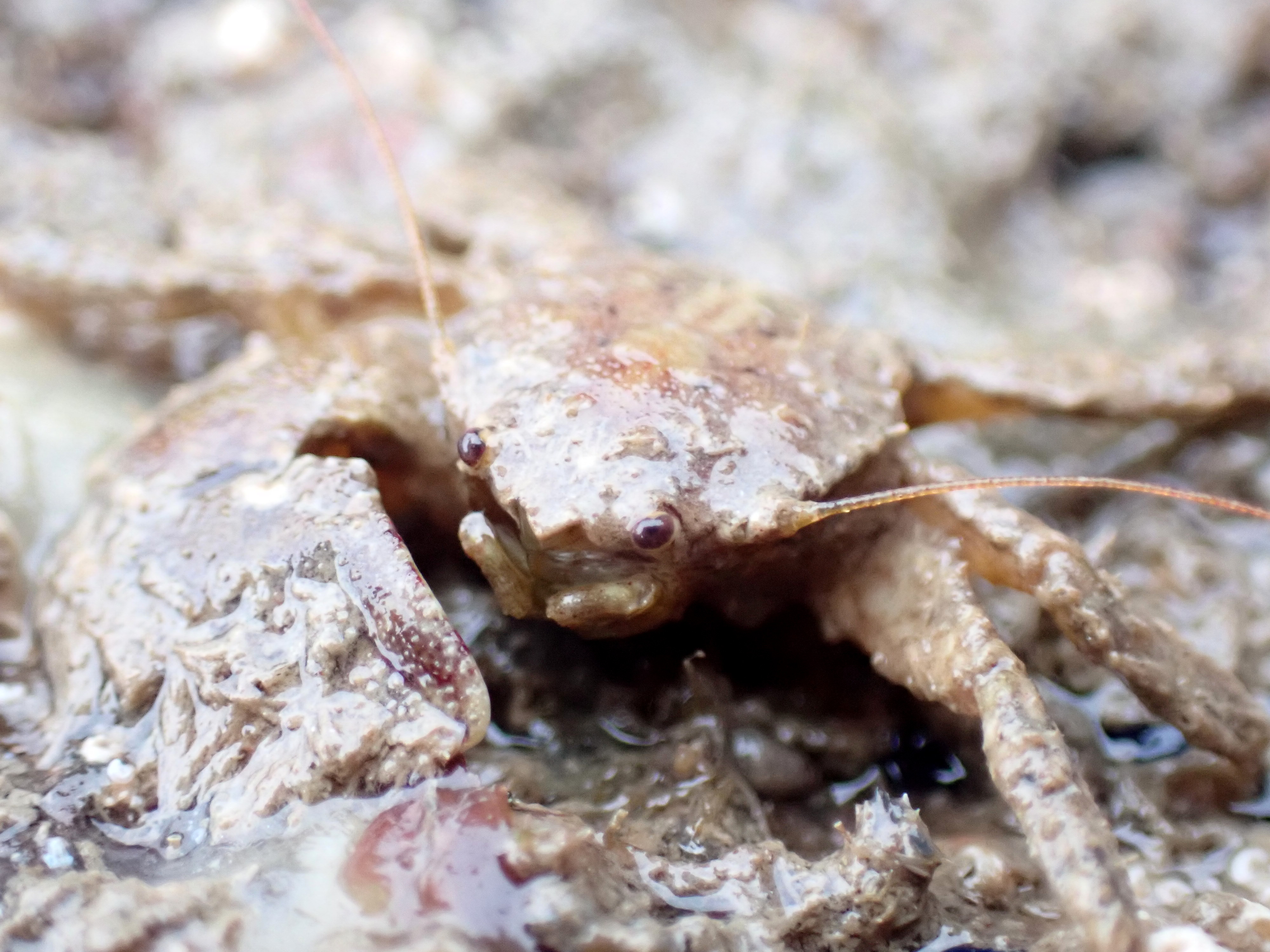 The Surprising Mini-World of Rock Pool Insects – Cornish Rock Pools
