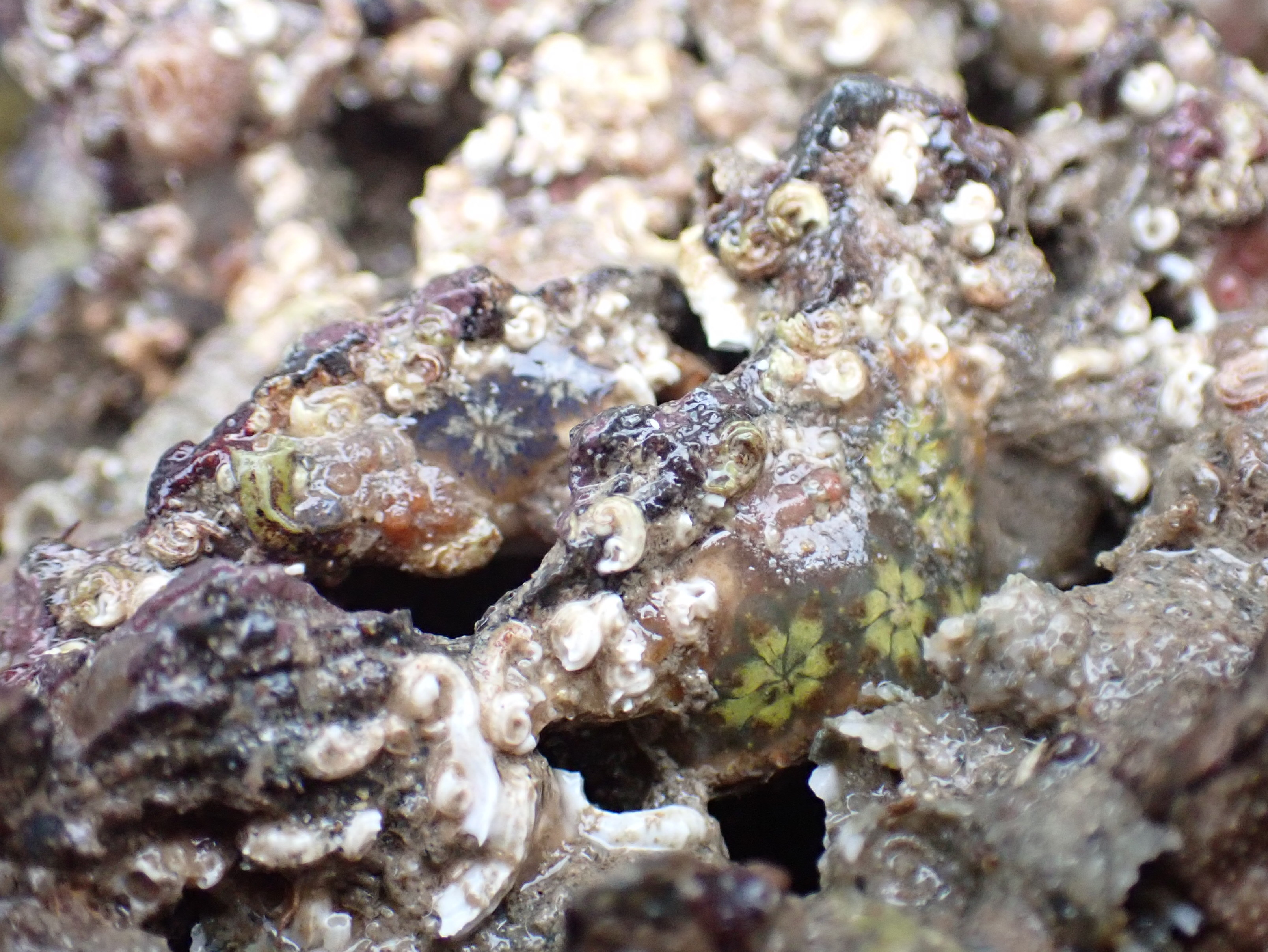 The Surprising Mini-World of Rock Pool Insects – Cornish Rock Pools