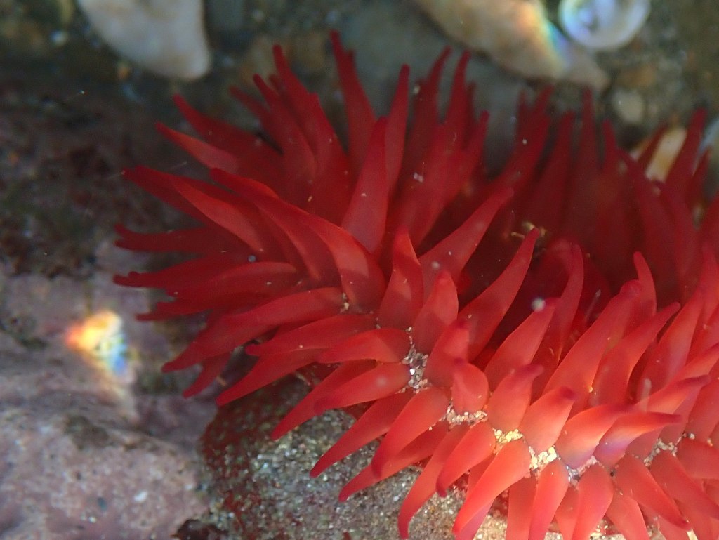 A Rainbow in the Cornish Rock Pools – Andrà tutto&nbsp;bene!