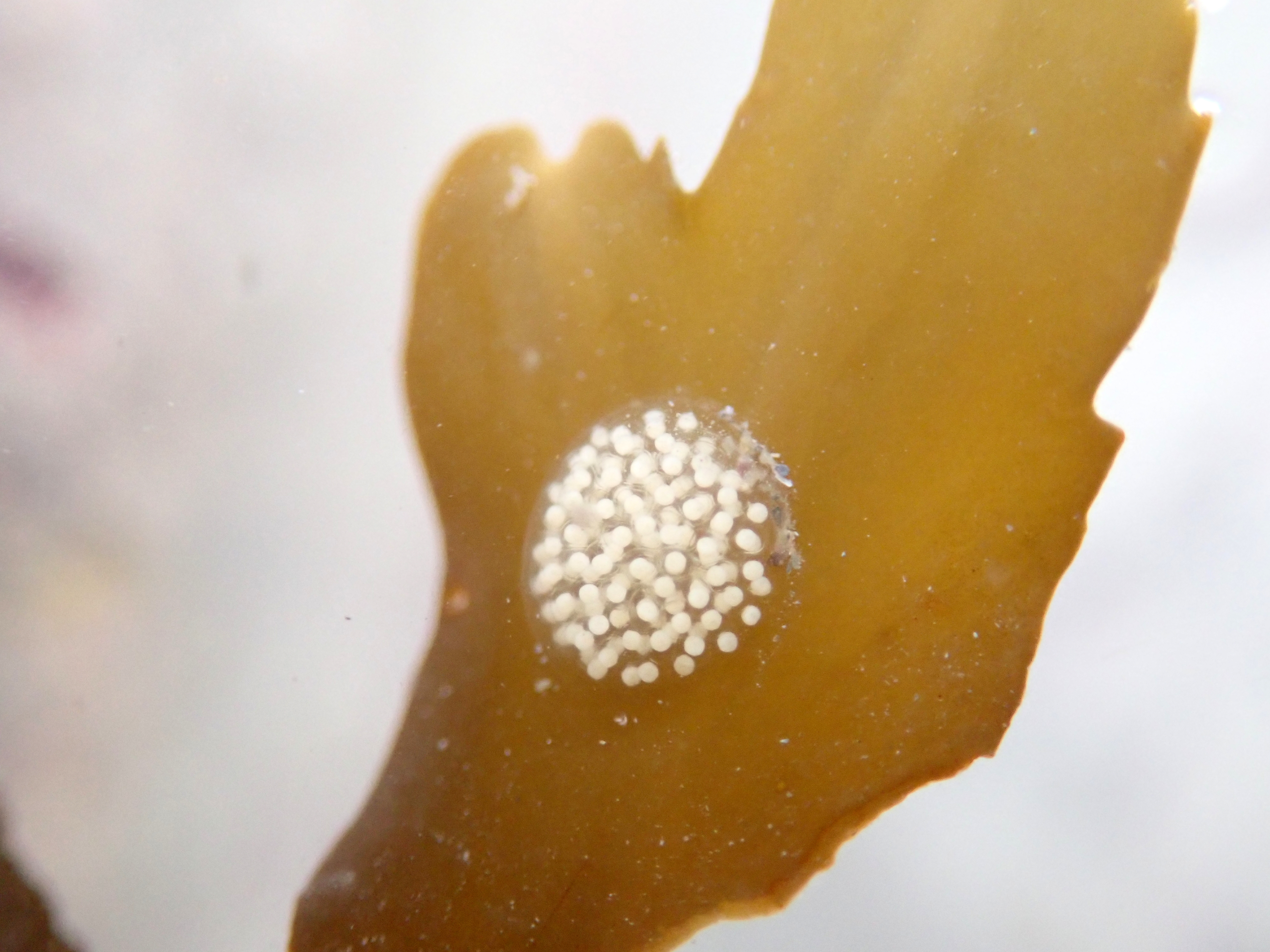 Flat periwinkle eggs.