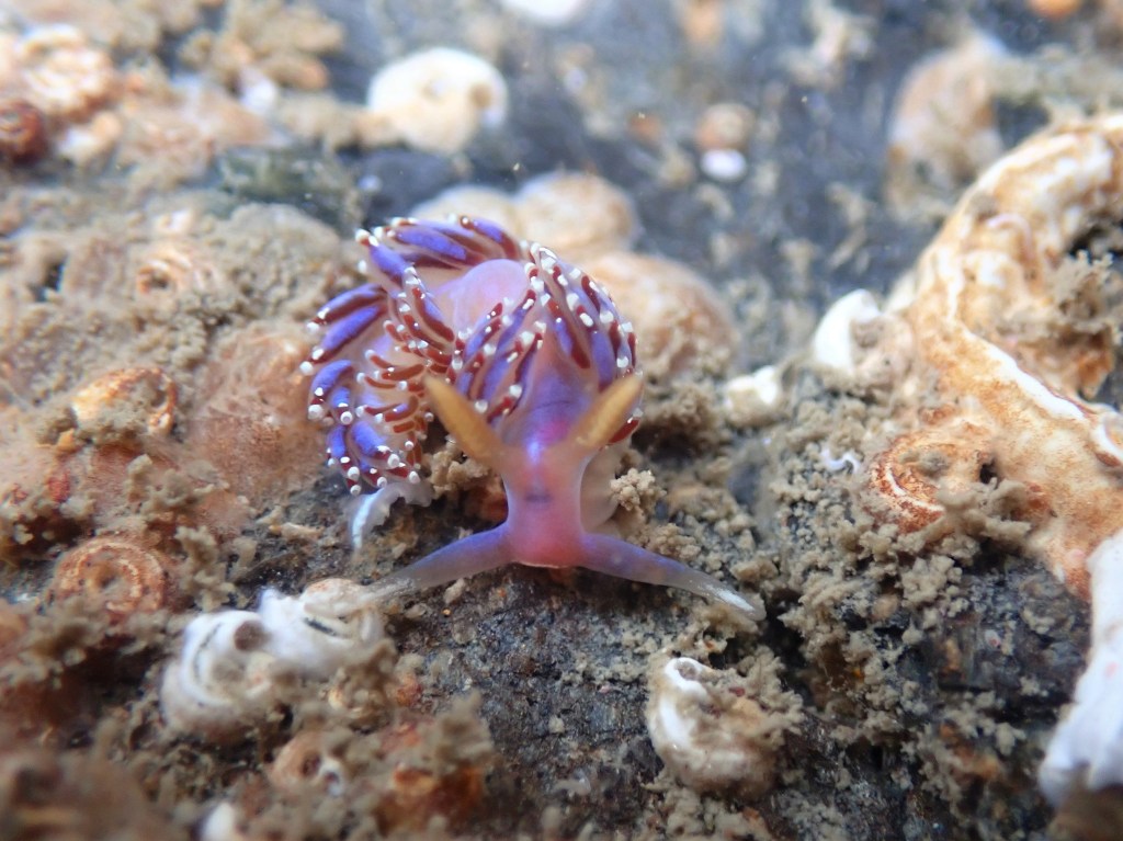 Slugtastic Rock Pooling near&nbsp;Falmouth