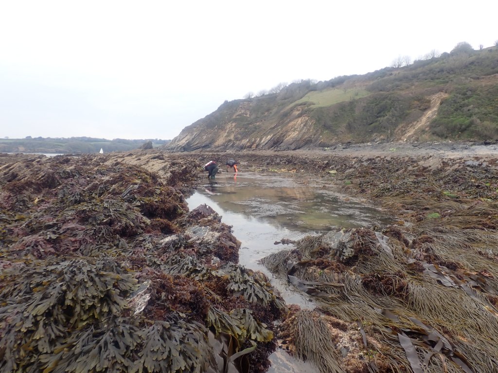 Team Rock Pooling Near&nbsp;Falmouth