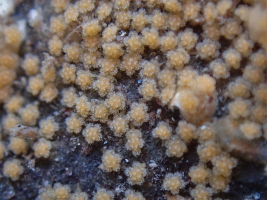 Cushion Starfish and Babies Galore – Summer Rockpooling in&nbsp;Looe.