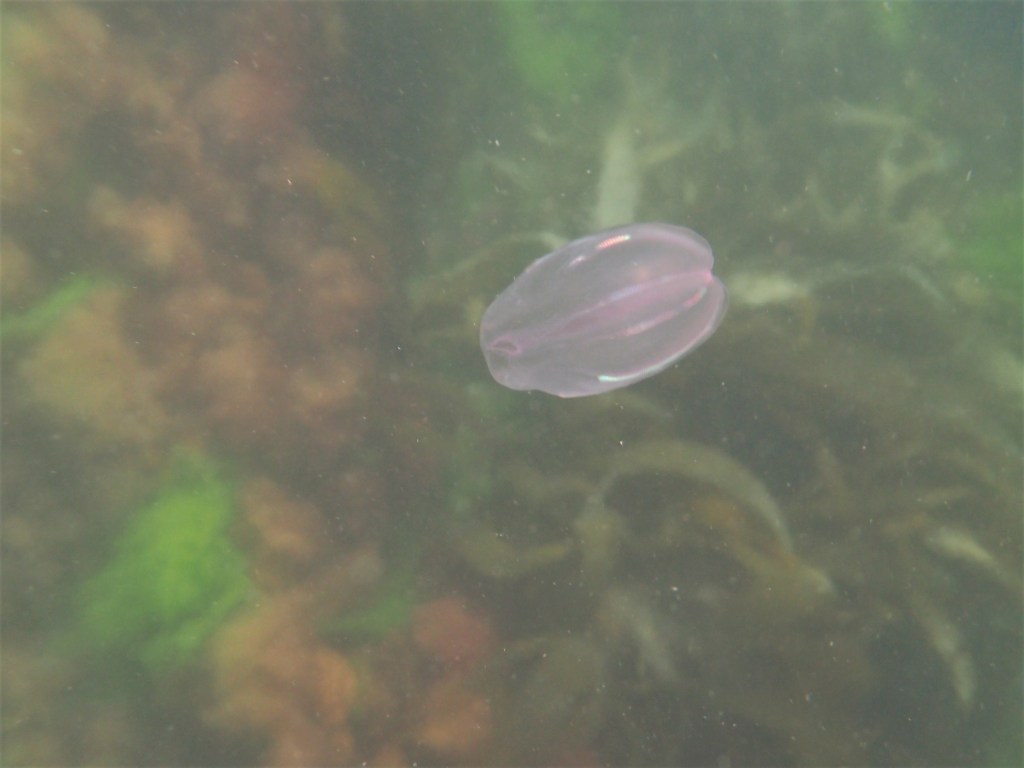 A Swim Over The Rock&nbsp;Pools