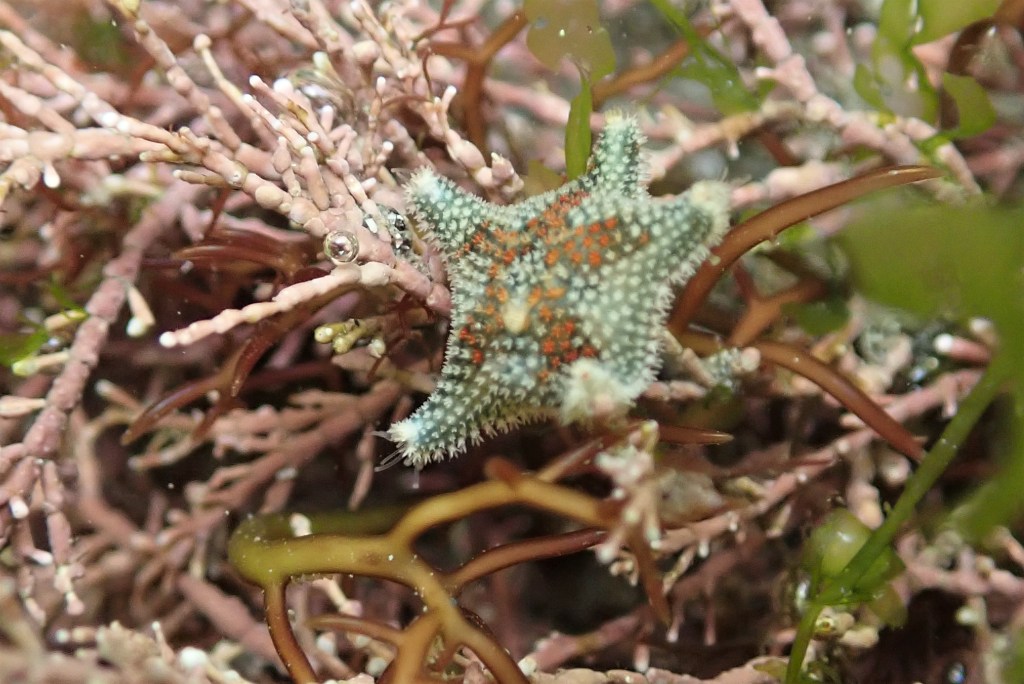 Neap Tide Adventures