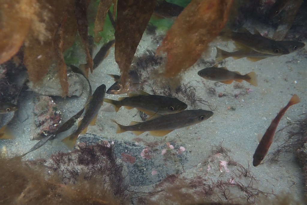 paddle–swimming And fish-whispering: Summer rock pooling in Cornwall