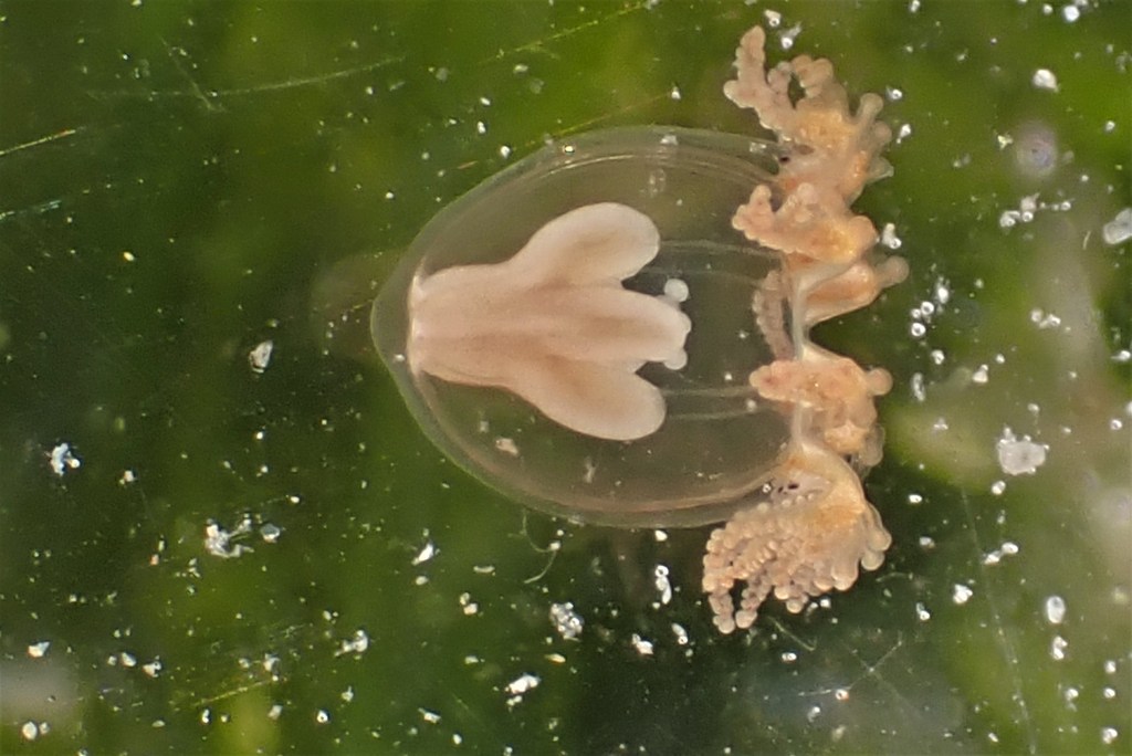 Who Needs Mythical Beasts? Rocket Jellies, Snakelocks Anemones and a Dragonet