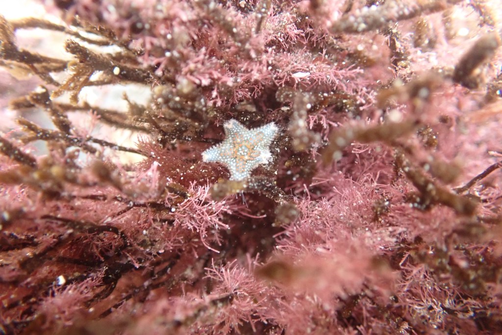 Asterina phylactica cushion star among seaweed