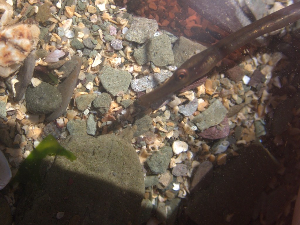 Juvenile snake pipefish, showing the long snout and dark mask-like marking over the eye. Fish is in the sea over pebbles.