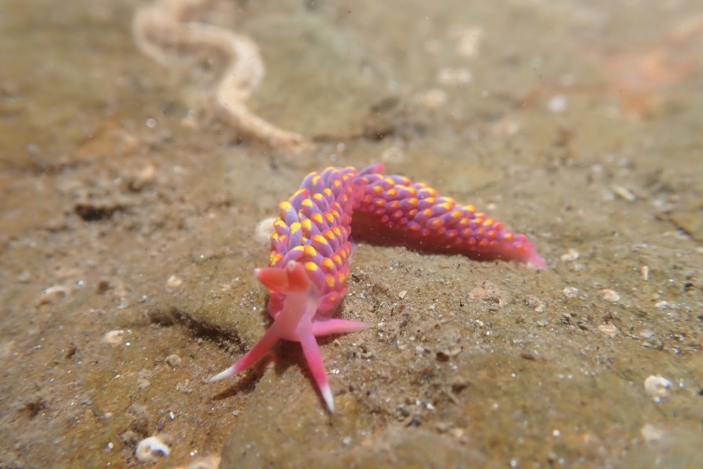 Brightly coloured pink purple and yellow sea slug.