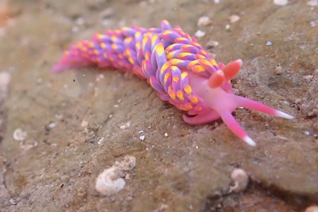 Brightly coloured pink purple and yellow sea slug.