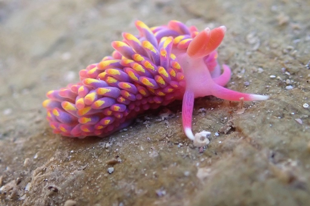 Brightly coloured pink purple and yellow sea slug.