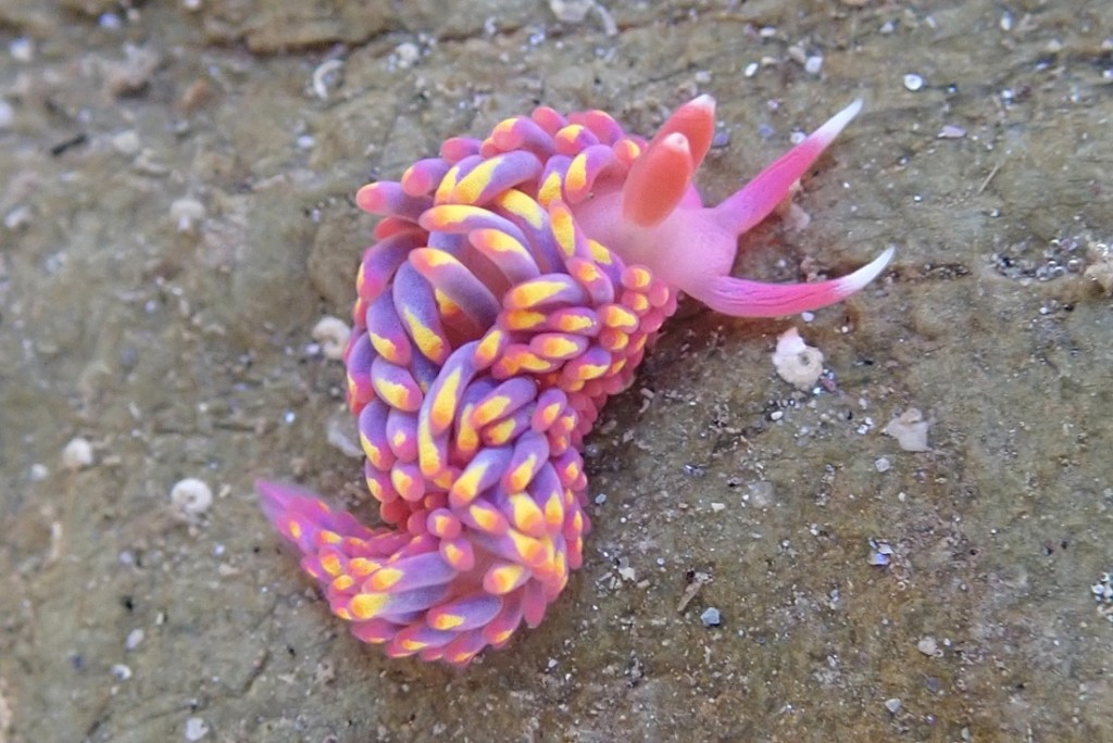 Brightly coloured pink purple and yellow sea slug.