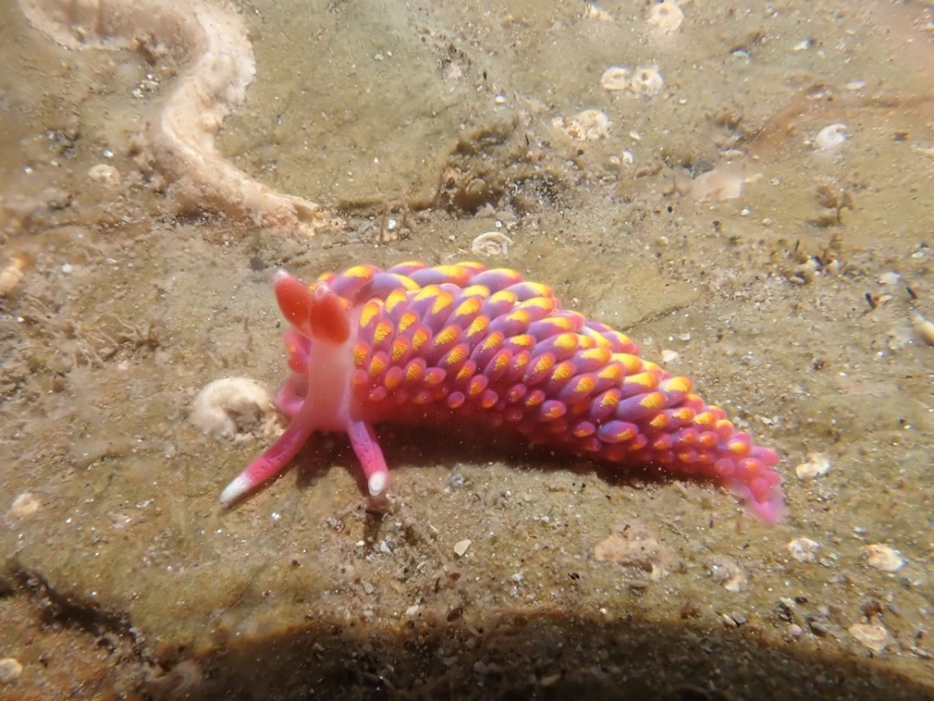 Brightly coloured pink purple and yellow sea slug.