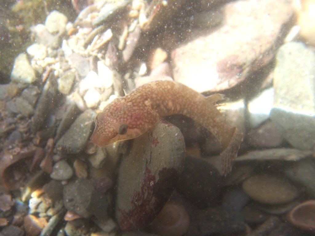 Small headed clingfish over pebbles in rock pool