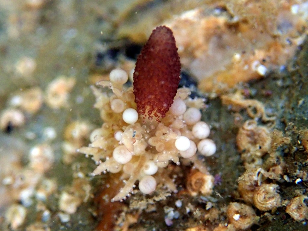 Candelabrum cocksii hydroid with red body sticking up and a mass of white balls and frilly tentacles at the base. On a rock in the sea.
