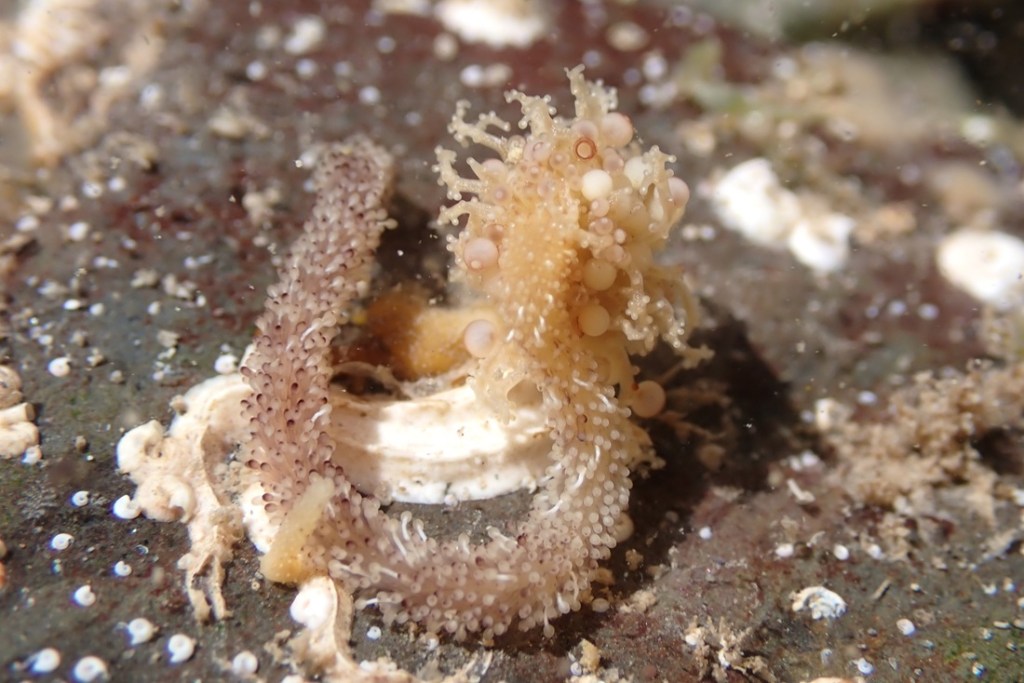 Candelabrum cocksii hydroid in horseshoe shape on rock, with mass of branched tentacles on right and short tentacles extended all over body.
