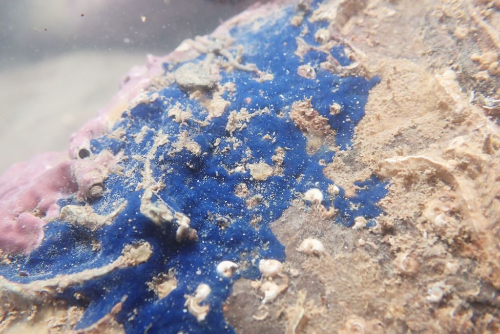 Another beautiful patch of blue sponge