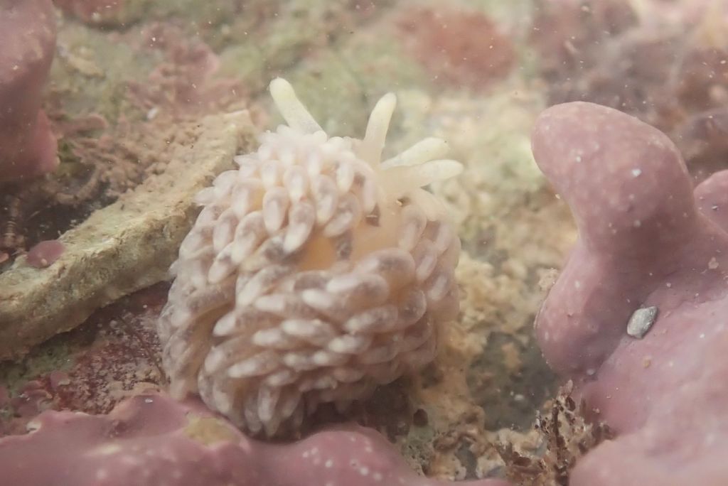 The fluffy bum of a white-ruffed sea slug.