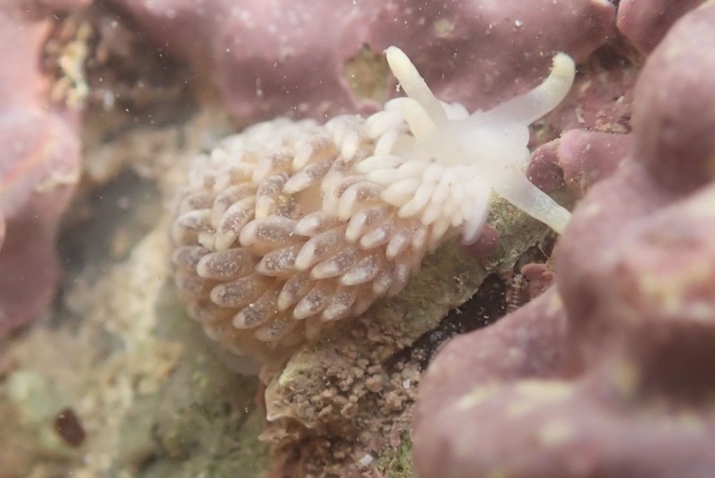 White ruffed sea slug (Aeolidiella alderi) off on its adventures in a rock pool.