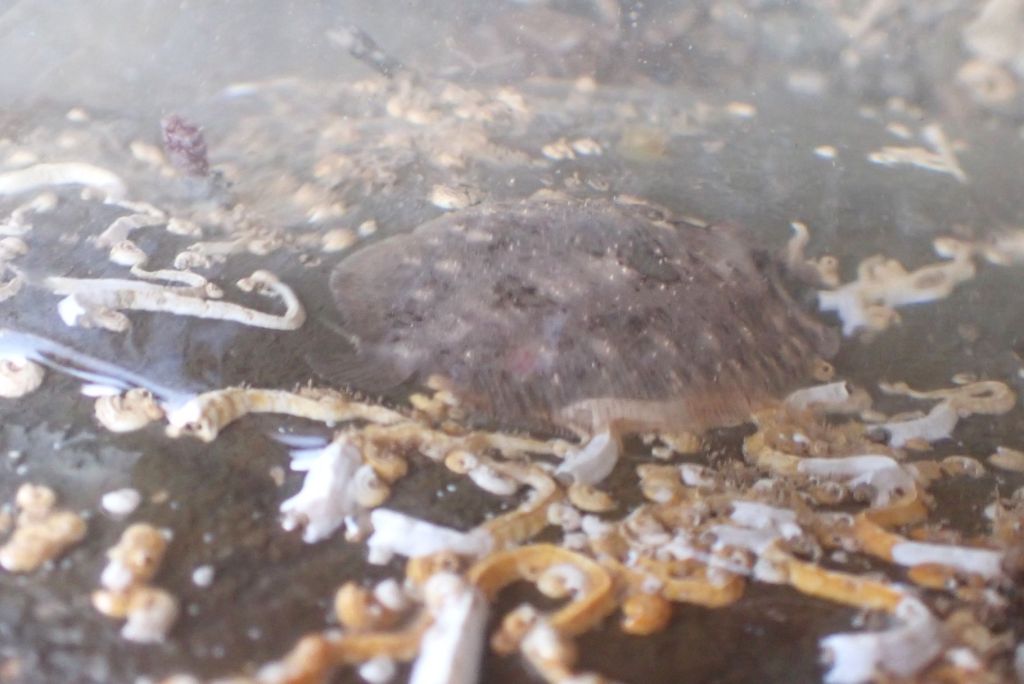 A baby topknot flatfish on the rock. Not the best photo, but it made me happy.