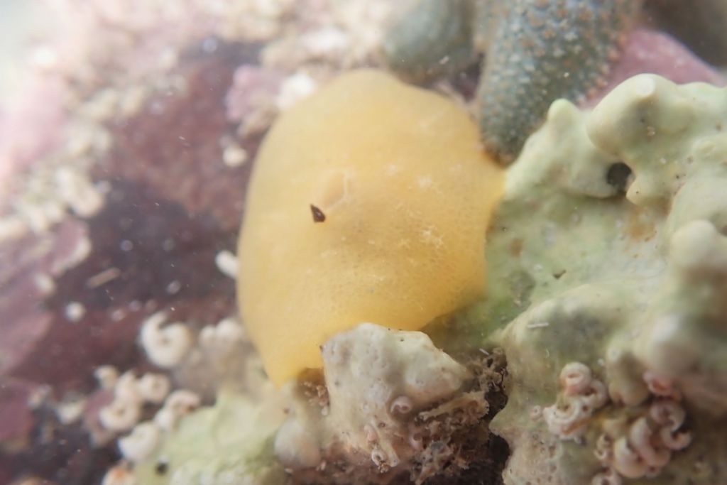 Berthella plumula - a "feathered Bertha" sea slug.