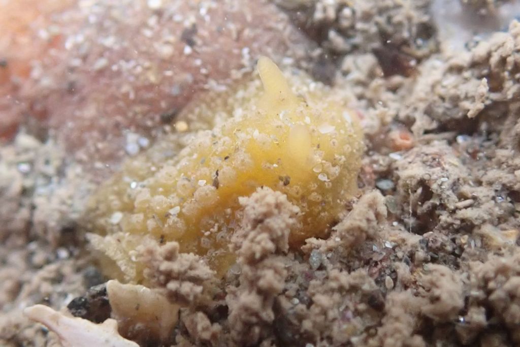 A little Doris ocelligera sea slug - once it finally put up its rhinophores (the sticky up things on the   front).