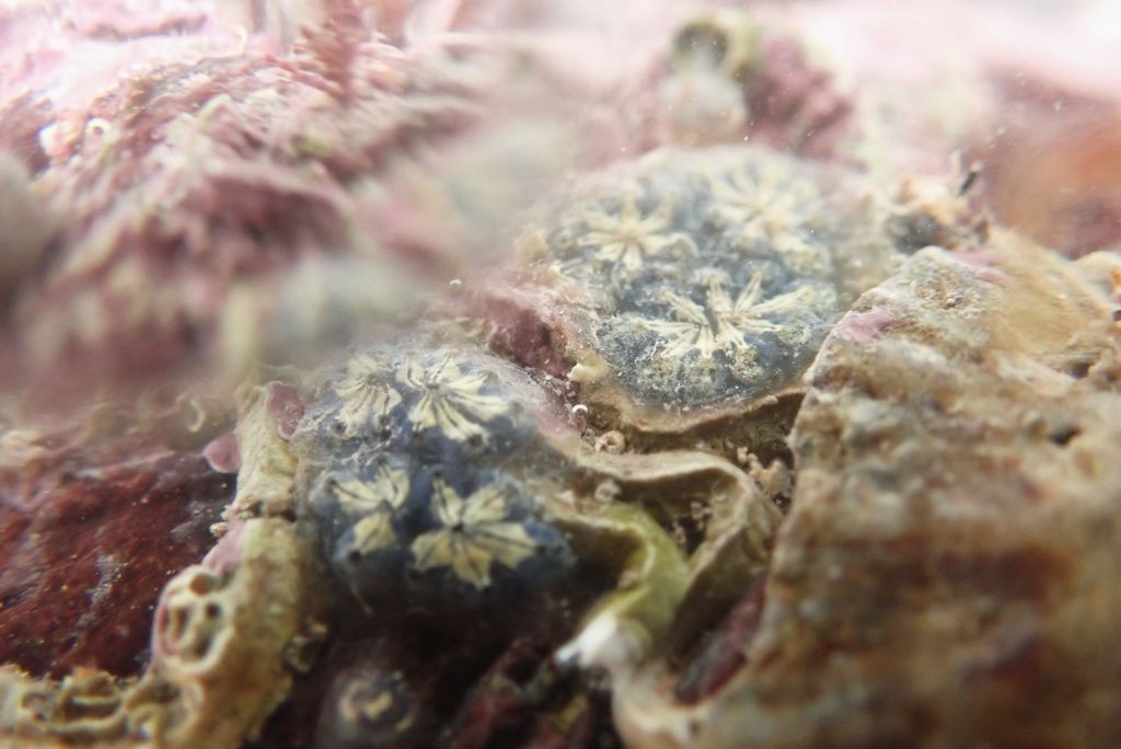 Star ascidian sea squirt