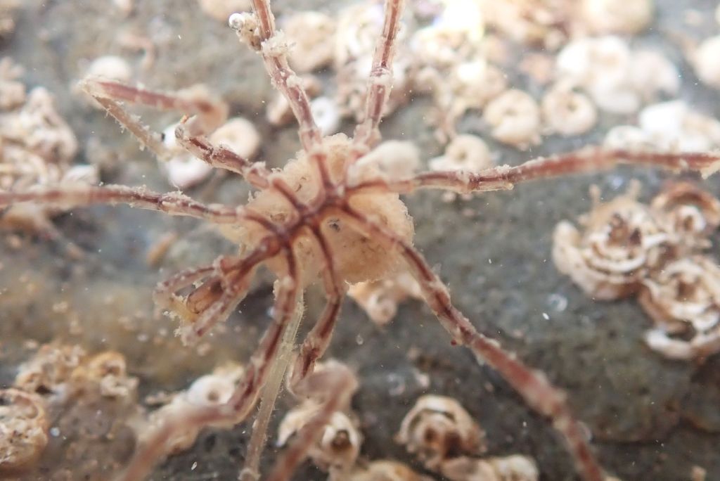Sea spider - Nymphon sp. male with eggs underneath.