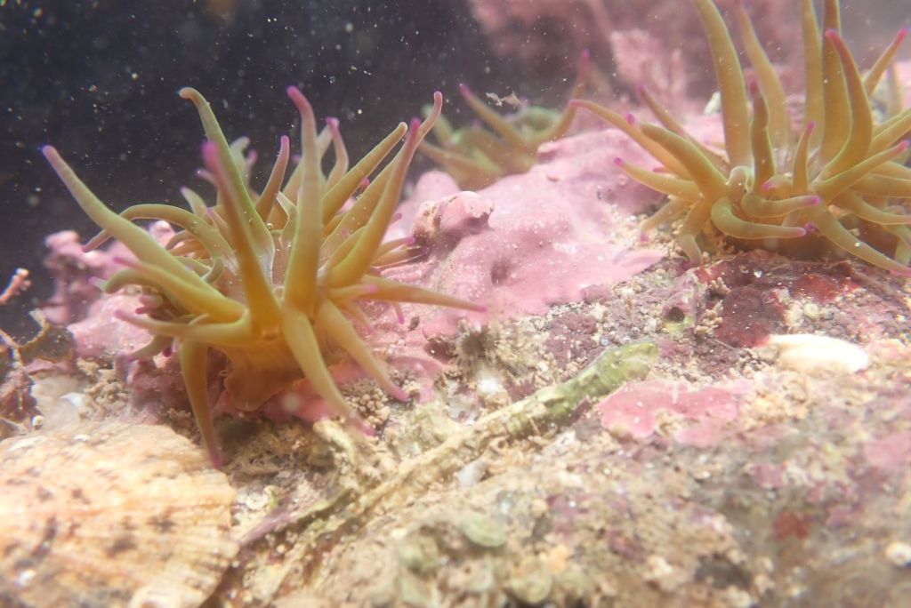 Snakelocks anemones and pink encrusting algae